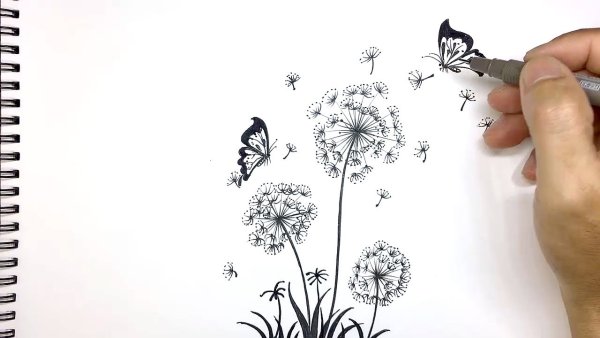 Зарисовка одуванчика карандашом