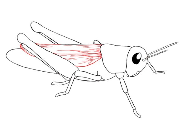 Кузнечик рисунок карандашом