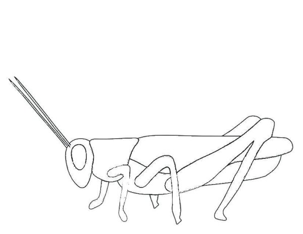 Пошаговое рисование кузнечика