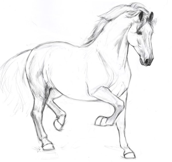 Нарисовать лошадь карандашом