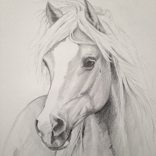 Лошадь простым карандашом