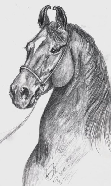 Лошадь рисунок карандашом