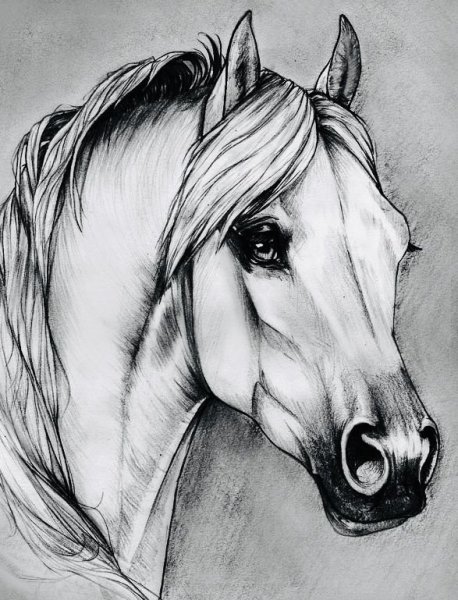 Лошадь рисунок карандашом