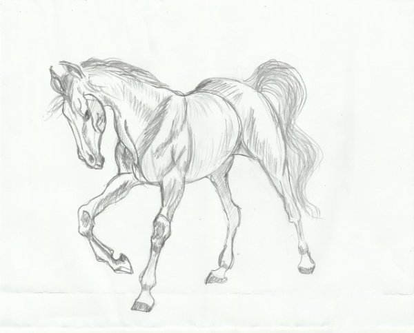 Красивые рисунки лошадей карандашом
