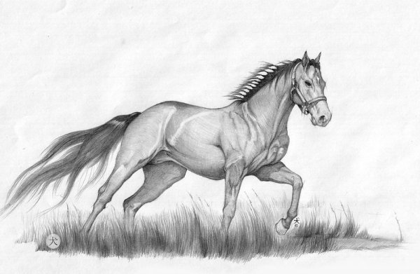 Нарисовать лошадь карандашом