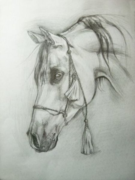 Лошадь рисунок карандашом