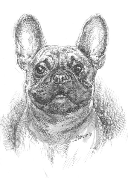 Французский бульдог для срисовки