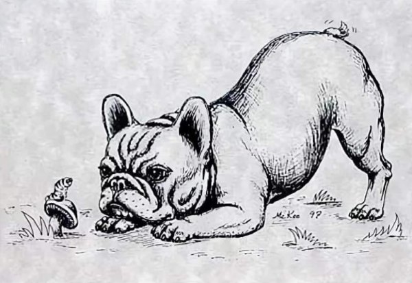 Французский бульдог рисунок