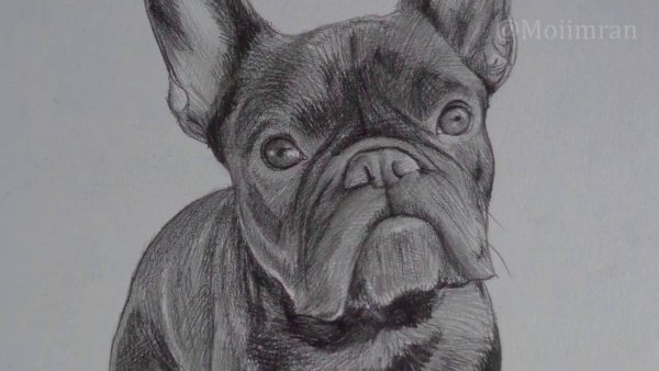 Французский бульдог карандашом легко