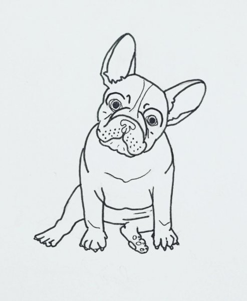 Французский бульдог сбоку иллюстрация