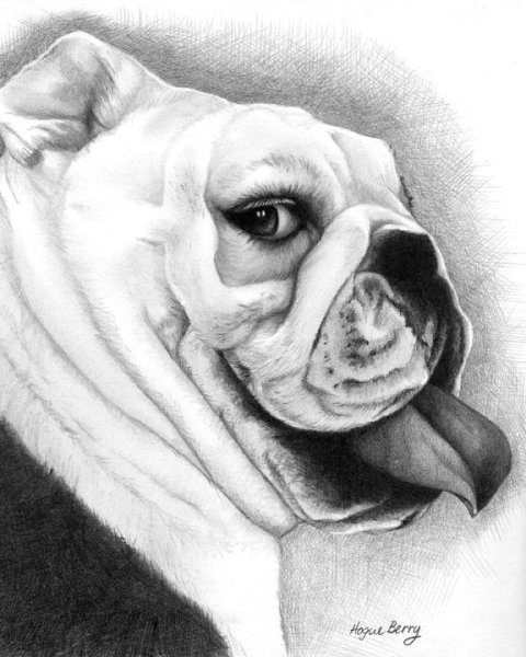 Английский бульдог карандашом
