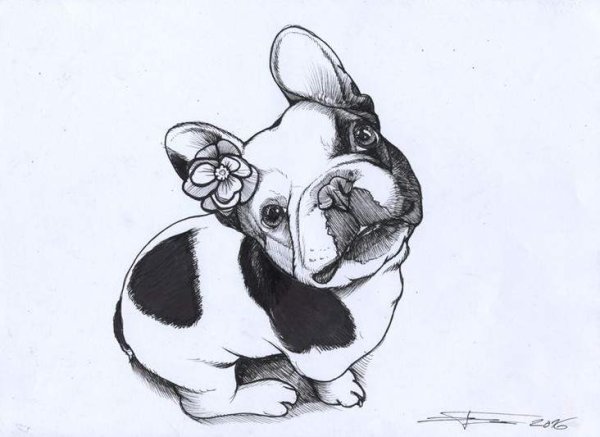 Бульдог эскиз