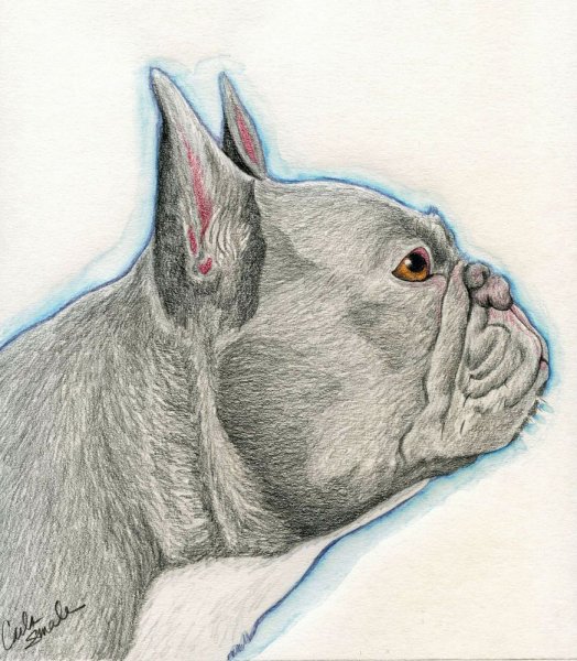 Рисуем французского дога карандашом