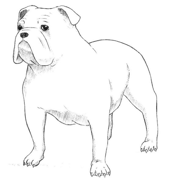 Бульдог карандашом