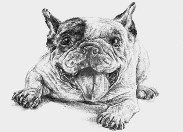 Бульдог карандашом