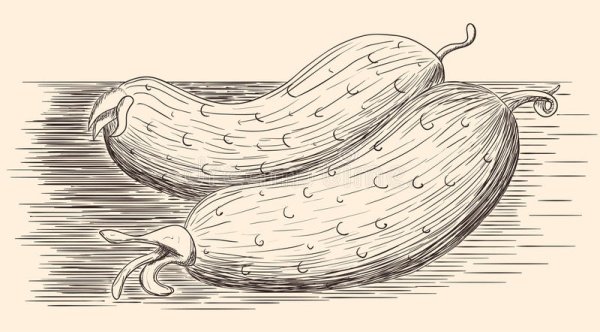 Огурец раскраска