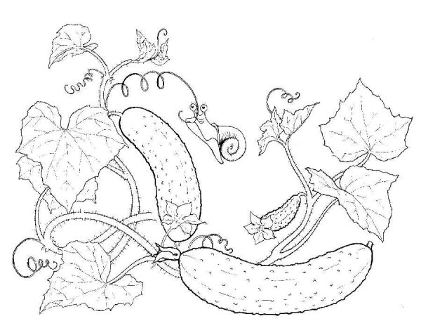 Огурец раскраска