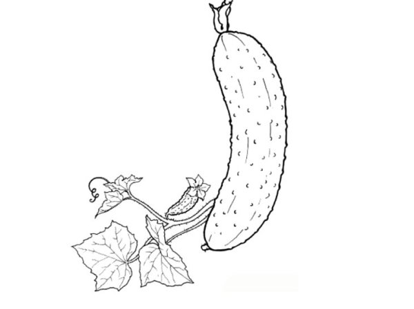 Огурец раскраска для детей