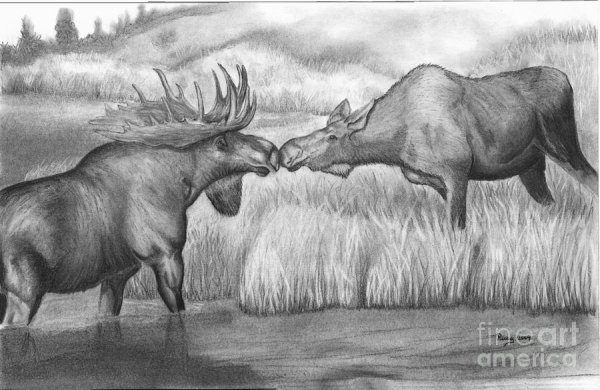 Рисунки лосей для срисовки