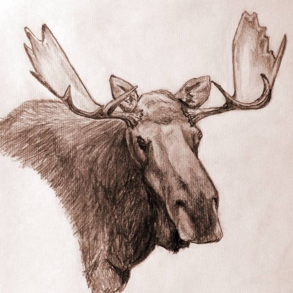 Рисование Лось