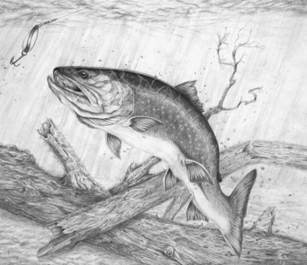 Поэтапное рисование щуки