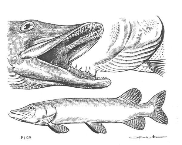 Рыба Барракуда раскраска