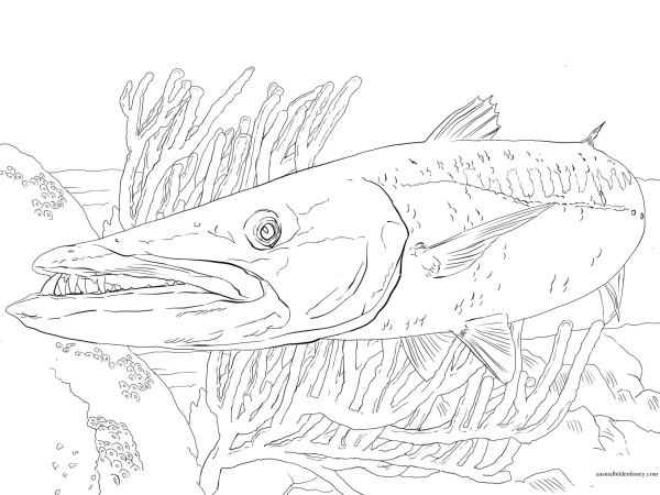 Щука эскиз для выжигания