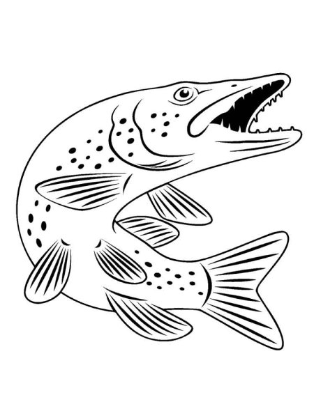 Контур рыба щука