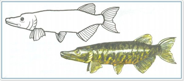 Рисунки лёгкие карандашом щука