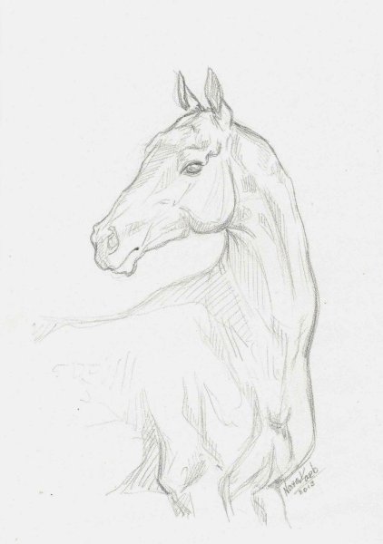 Рисунки лошадей для срисовки