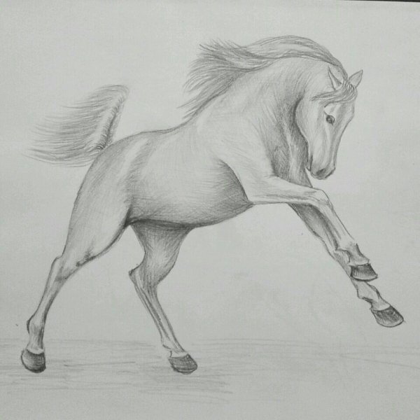 Лошадь рисунок карандашом