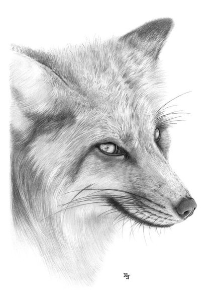 Лисы карандашом