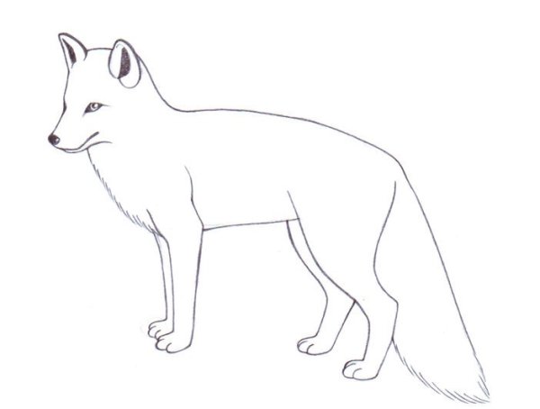 Рисунок лисы карандашом для срисовки легкие