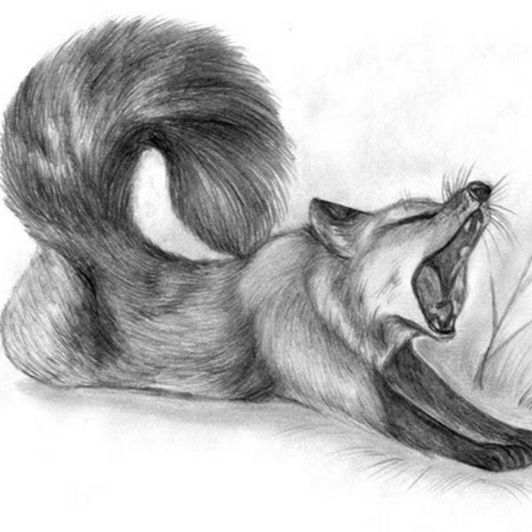 Лиса карандашом для срисовки