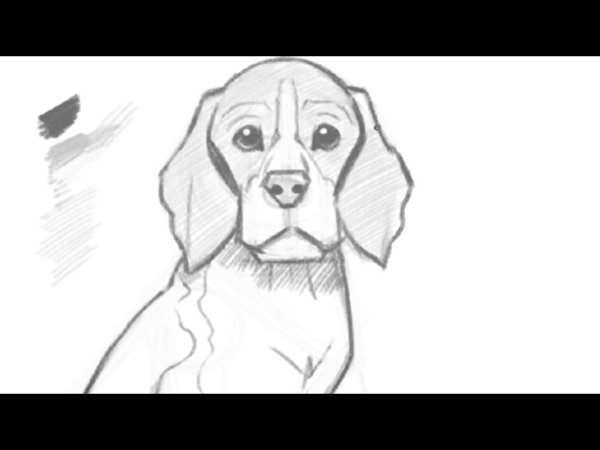 Собака Бигль для срисовки