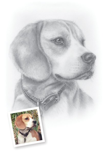 Бигль карандашом