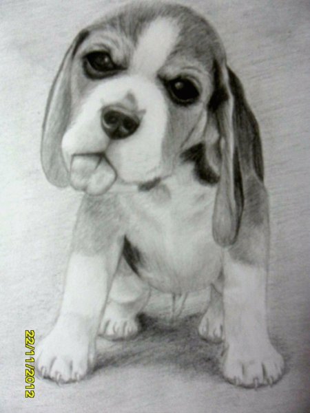 Бигль карандашом