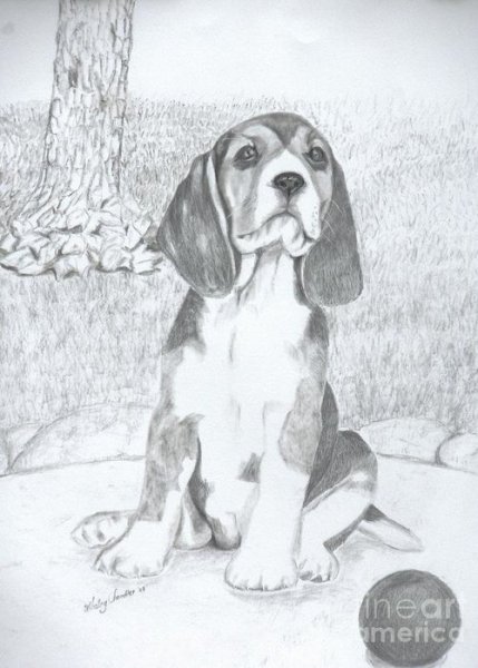 Собака Бигль карандашом