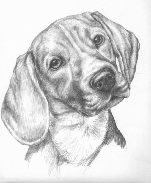 Собака Бигль карандашом портрет