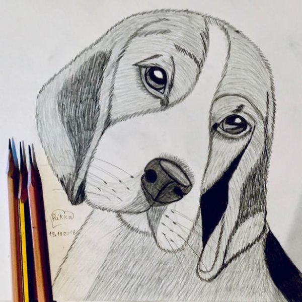 Бигль рисунок карандашом