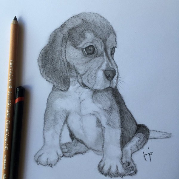 Бигль карандашом