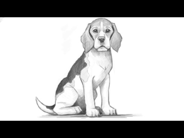 Бигль собака