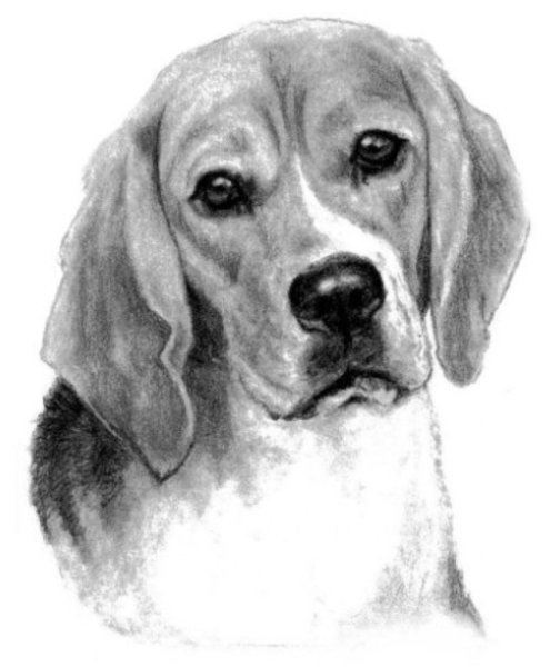 Бигль для срисовки
