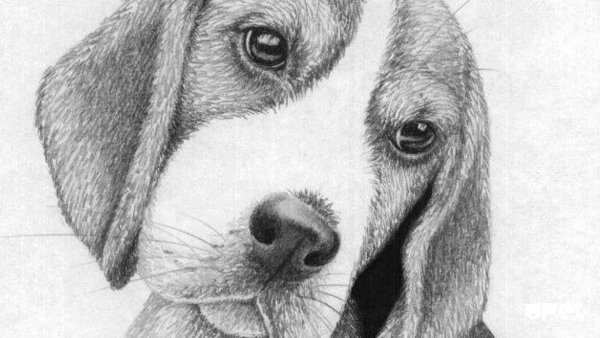 Легкие рисунки