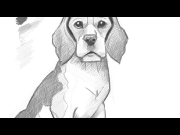 Рисунок бигля карандашом