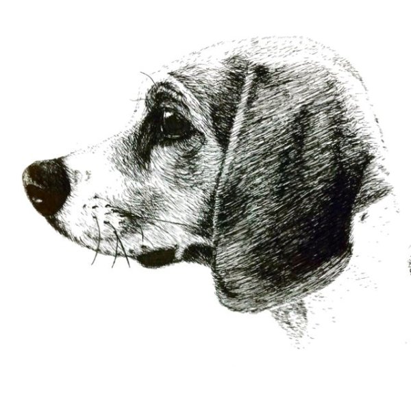 Скетчинг Бигль