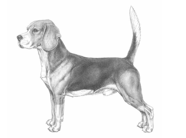 Собака Бигль щенок раскраска для детей