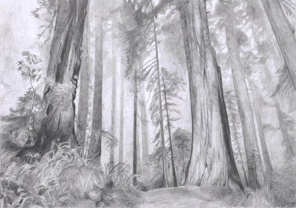 Лесной пейзаж карандашом