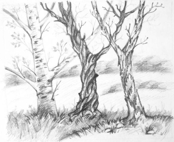 Графика зимнего леса