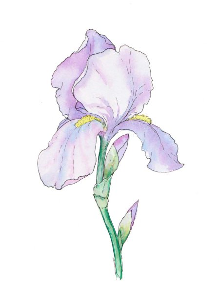 Рисуем Ирис